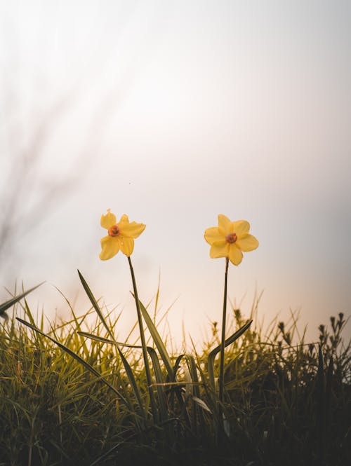 Yellow Daffodils in Bloom
