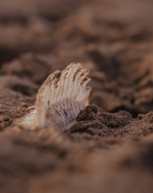 Free A Seashell on the Sand Stock Photo