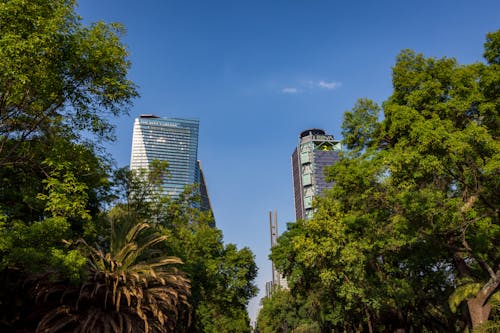 Foto stok gratis edificios, hutan pohon, pepohonan palem