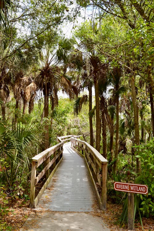 Footpath in Tropical Forest