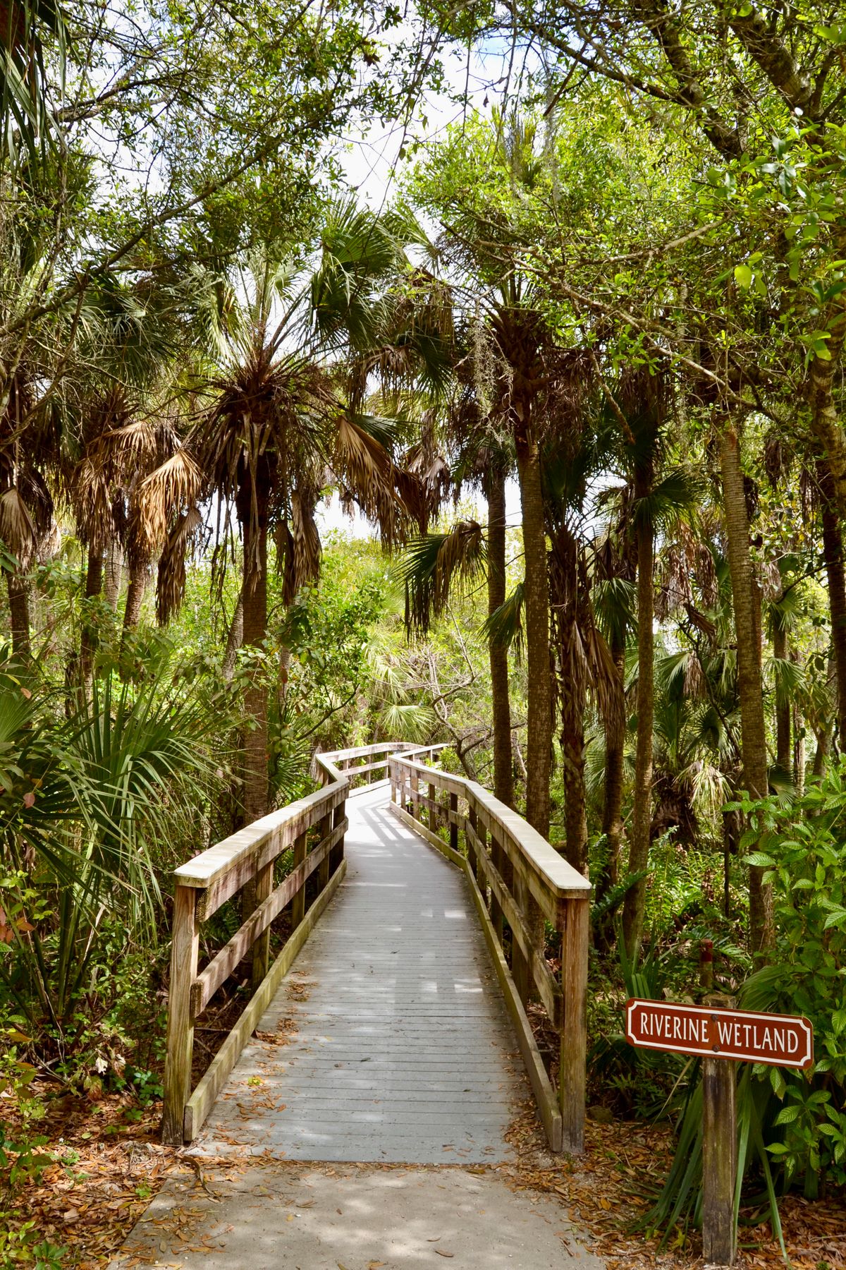 Wooden boardwalk winding through green Florida wetlands