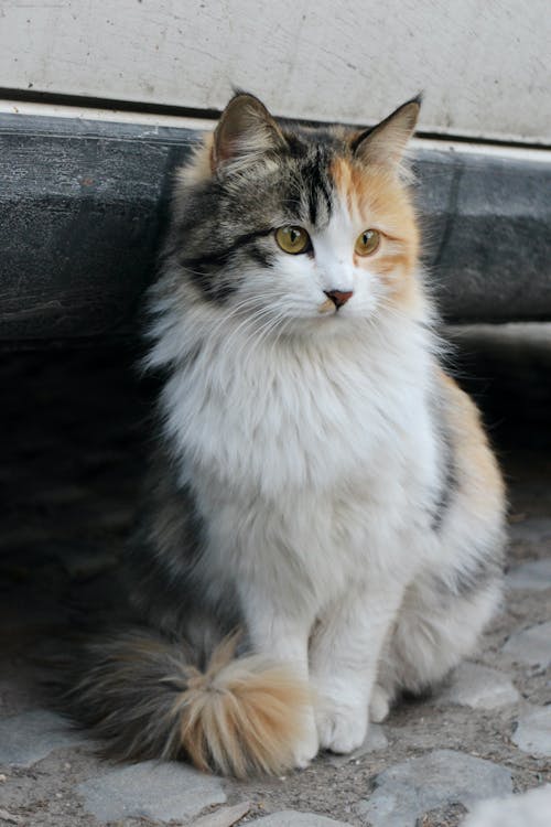A Cute Calico Cat Sitting on the Ground 