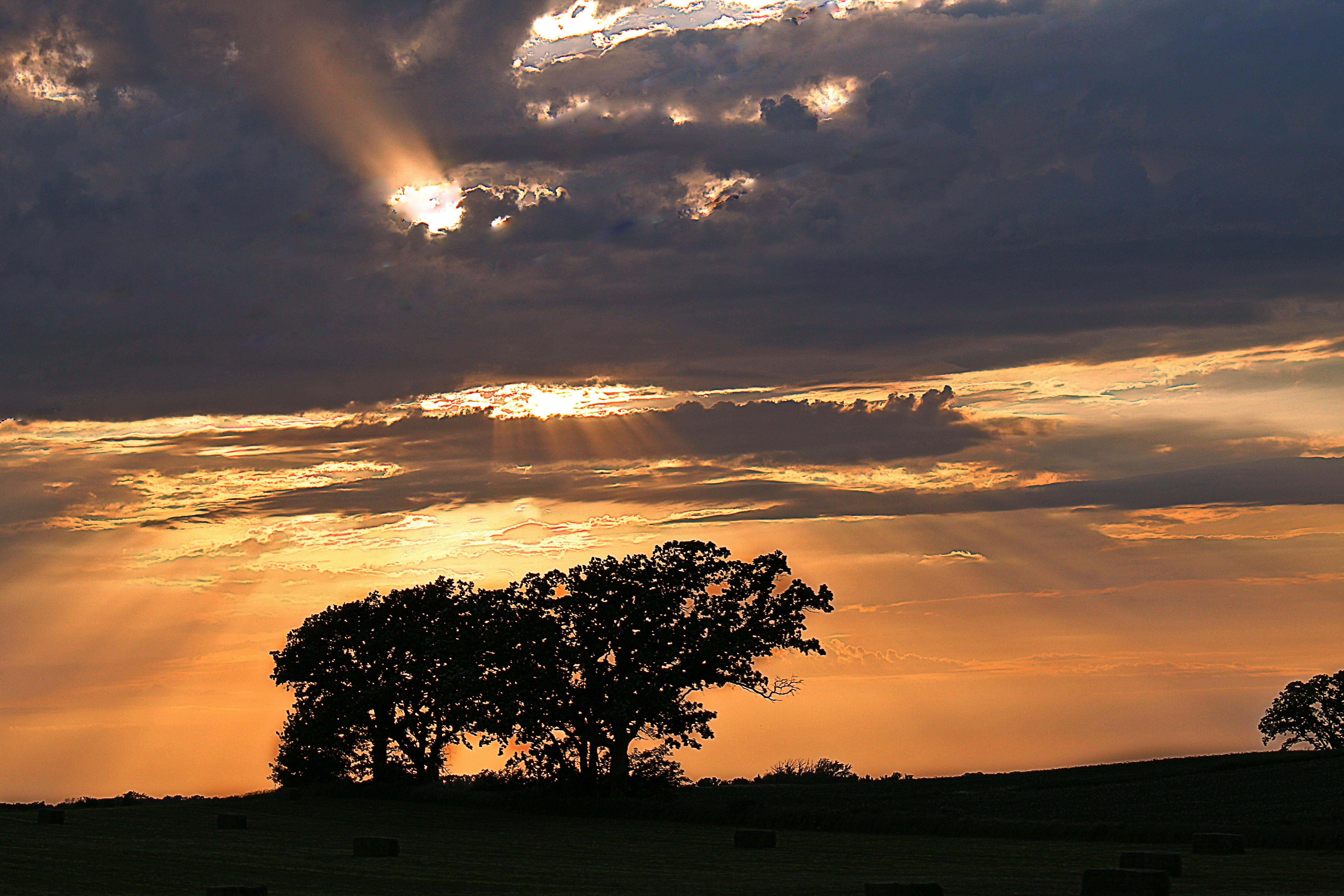 Free stock photo of #Tree, country, evening sun