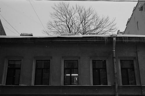 Grayscale Photo of Bare Tree Near Building