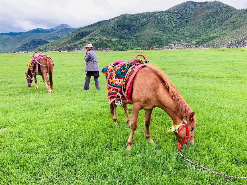 Lijiang Horse Trekking — Naxi Horse Operators in Lijiang