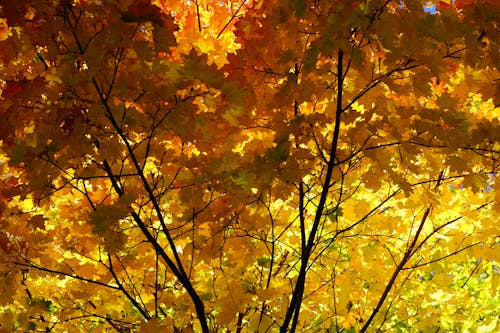 Gratuit Photos gratuites de arbre, automne, branches Photos