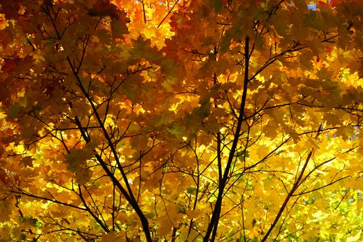 Bright yellow maple leaves create a vibrant autumn scene with sunlight filtering through.
