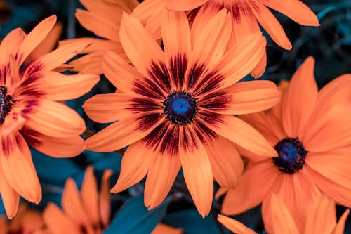 Orange Flower in Macro Shot