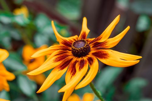 Free Close-up of a vibrant Black-Eyed Susan flower with rich orange petals and blurred green background. Stock Photo