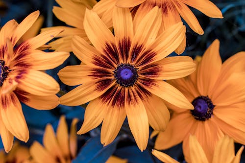 A Yellow Flowers in Full Bloom