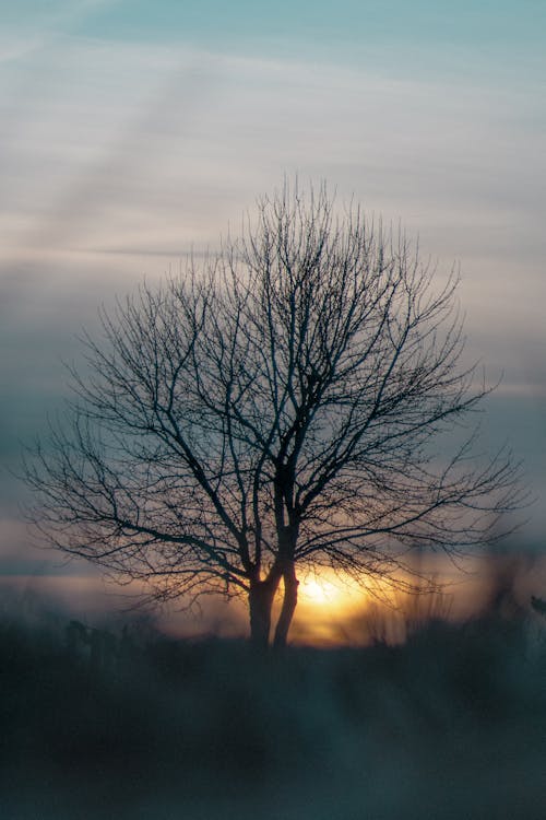 A Leafless Tree Under the Cloudy Sky