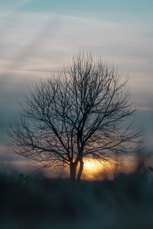 Free Serene silhouette of a leafless tree against a vibrant sunset sky, capturing nature's beauty. Stock Photo