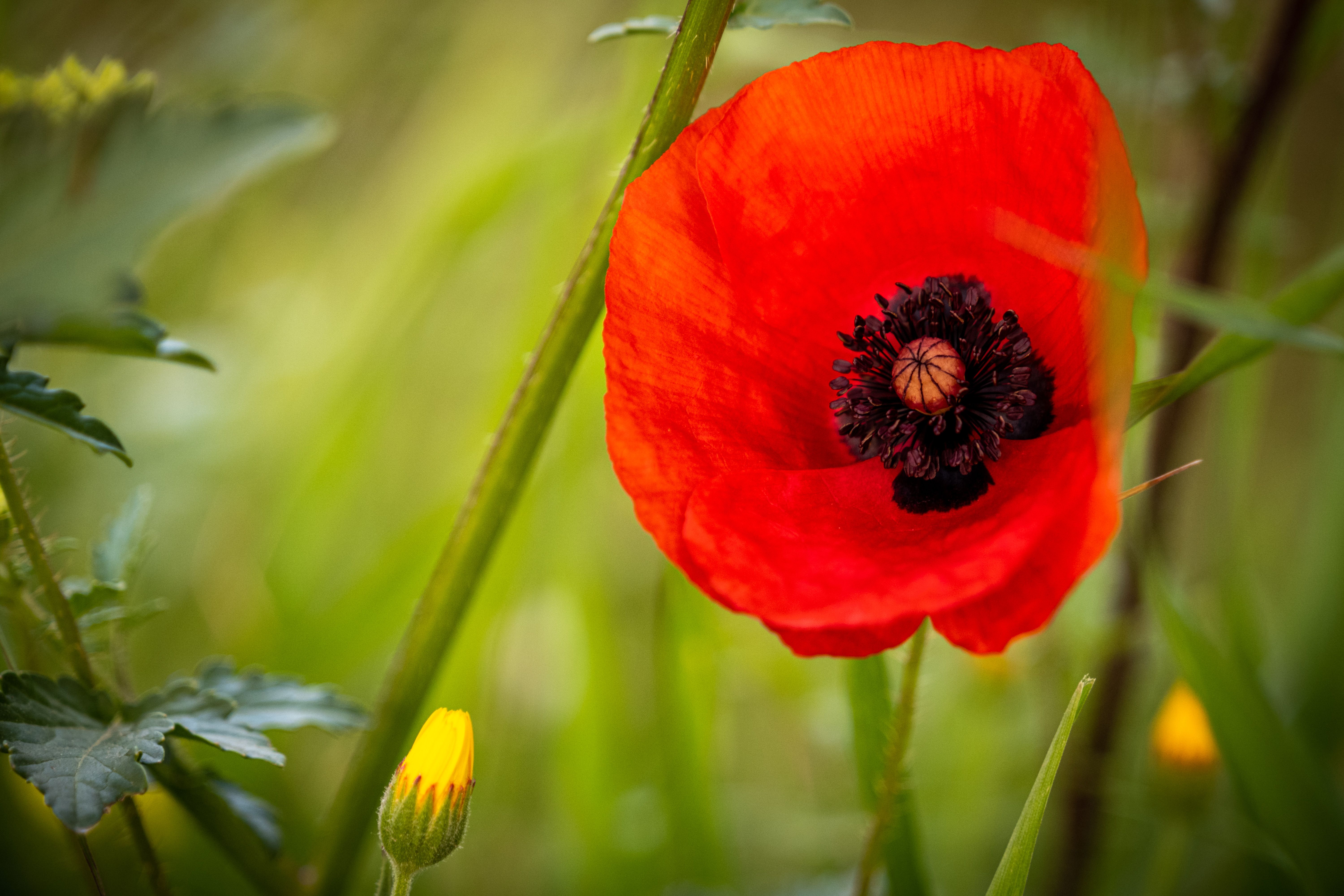 Red Poppy in Bloom · Free Stock Photo