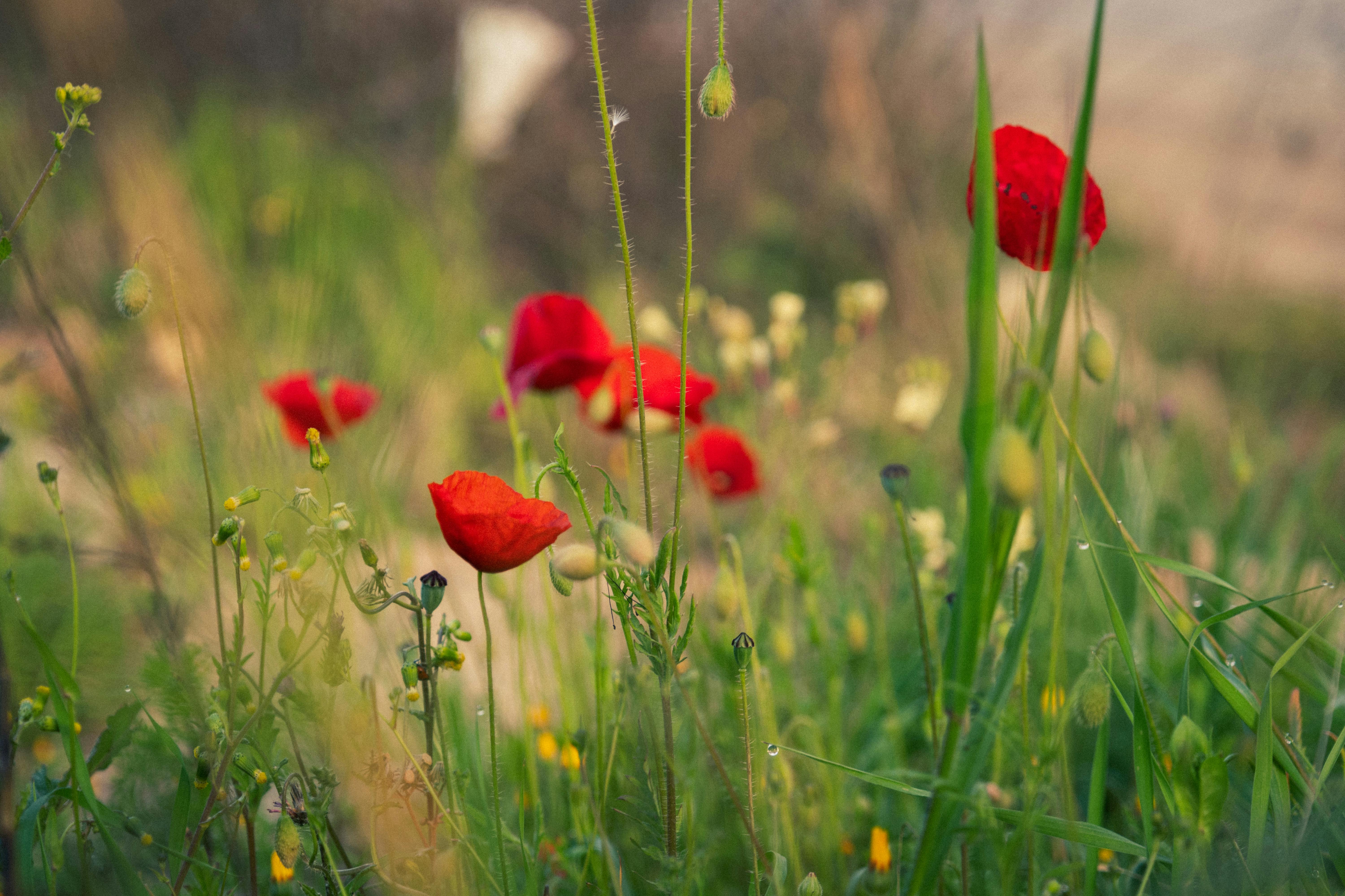 Beautiful red poppies blossoming in a lush green meadow with morning dew.