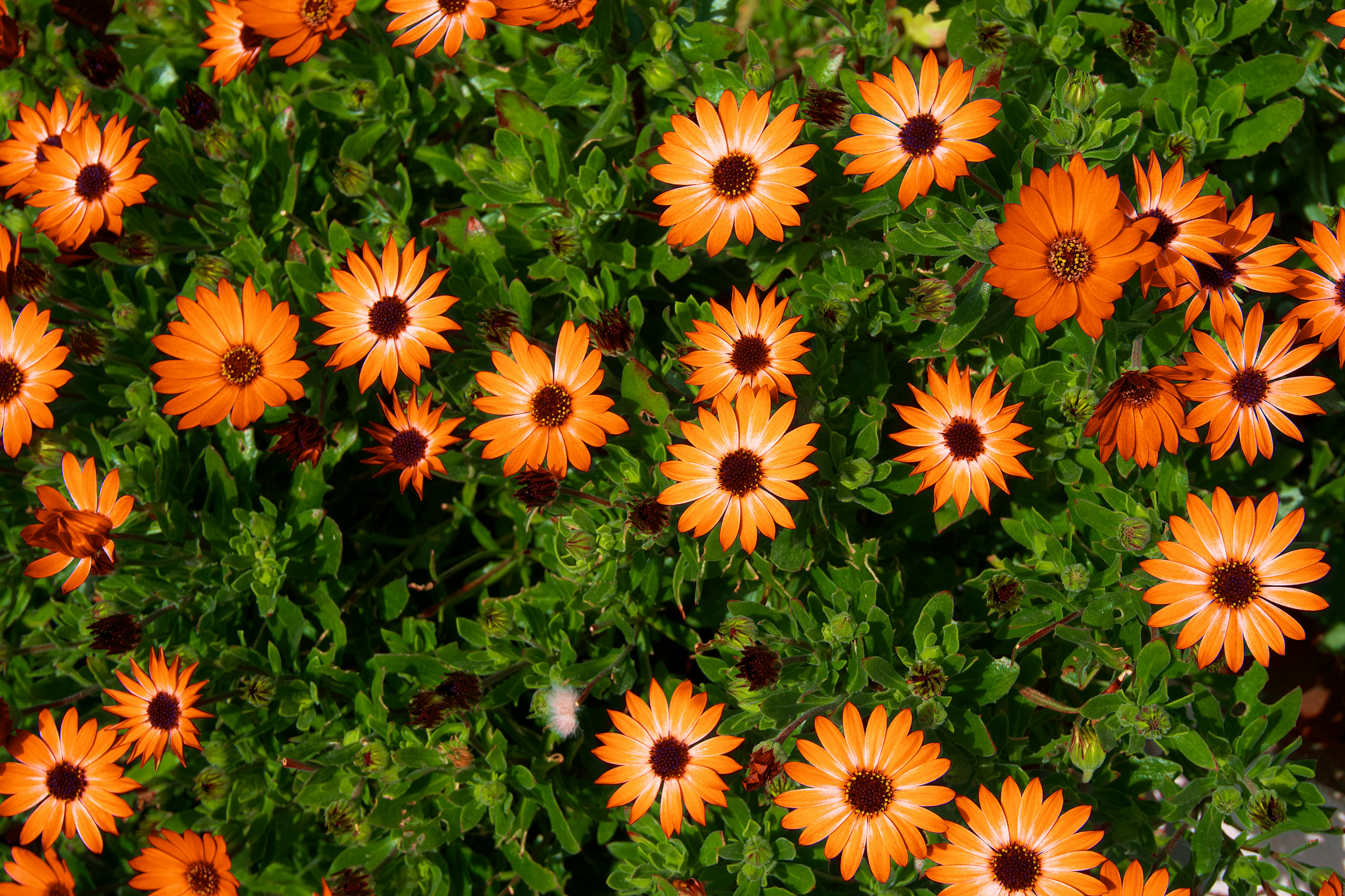A stunning display of orange Cape Marguerite daisies in Royston, England, showcasing vibrant spring blooms.