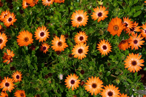 bitki örtüsü, cape marguerite, Çiçek açmak içeren Ücretsiz stok fotoğraf