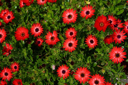 bitki örtüsü, cape marguerite, Çiçek açmak içeren Ücretsiz stok fotoğraf