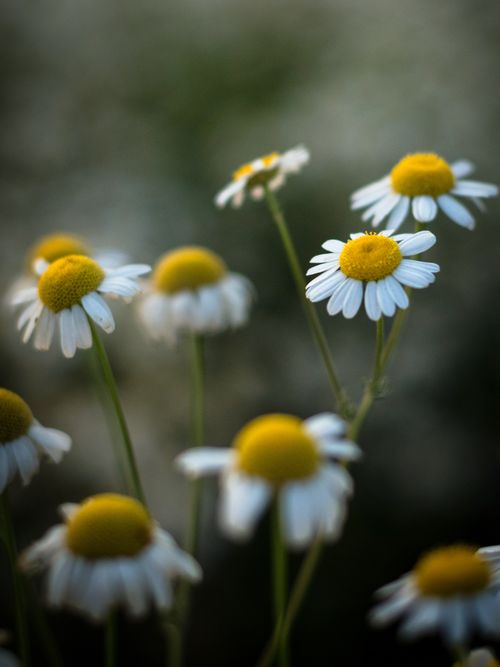 Free Beautiful chamomile flowers in bloom with a softly blurred background, capturing nature's simplicity. Stock Photo