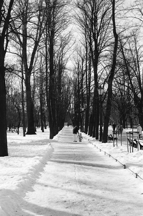 Grayscale Photo of Leafless Trees on Snow Covered Ground
