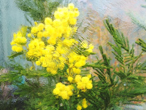 Painting on Yellow Flowers on a Green Plant