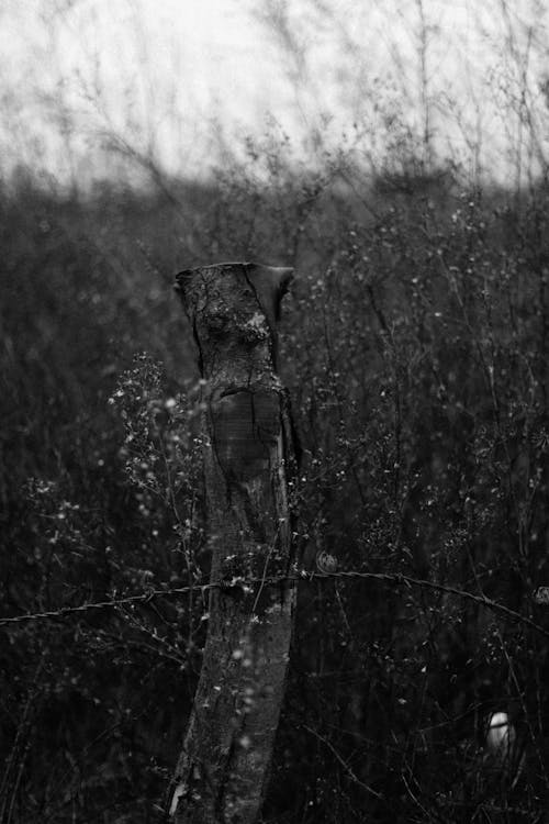 Fotos de stock gratuitas de blanco y negro, campo, césped