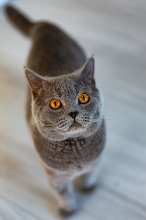 Free A Gray Cat Looking Up Stock Photo