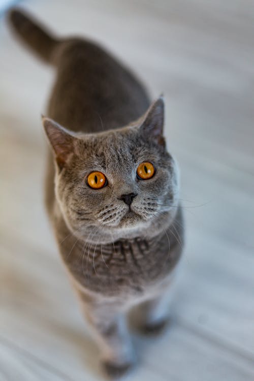 A Gray Cat Looking Up