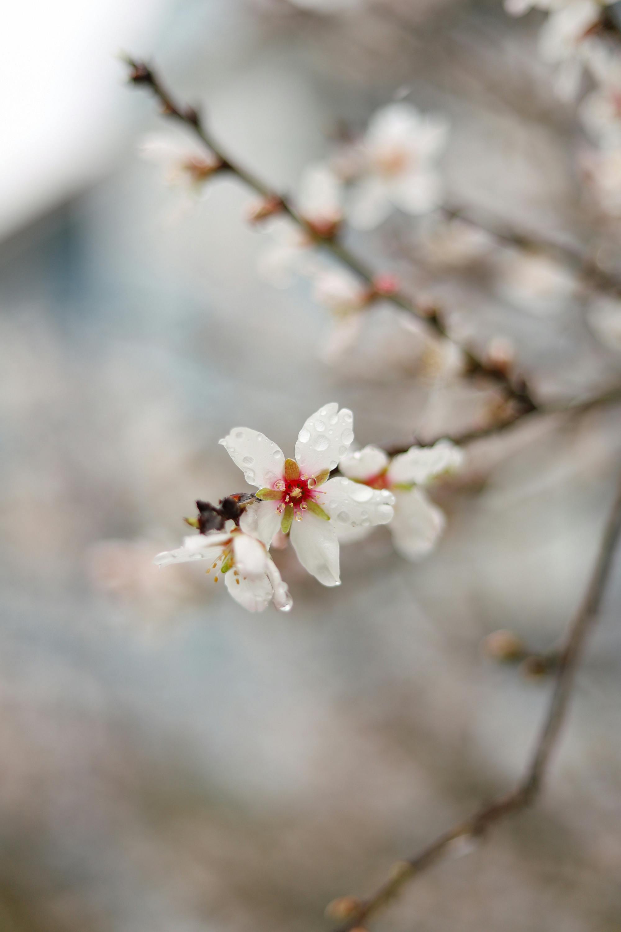 Delicate cherry blossom in full bloom with dew drops, showcasing the beauty of springtime.