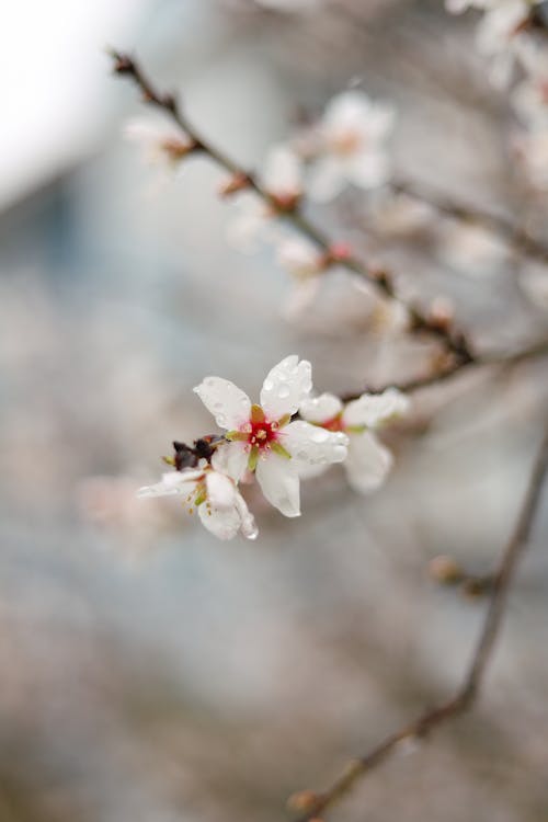 Free White Cherry Blossom in Close-up Photography Stock Photo