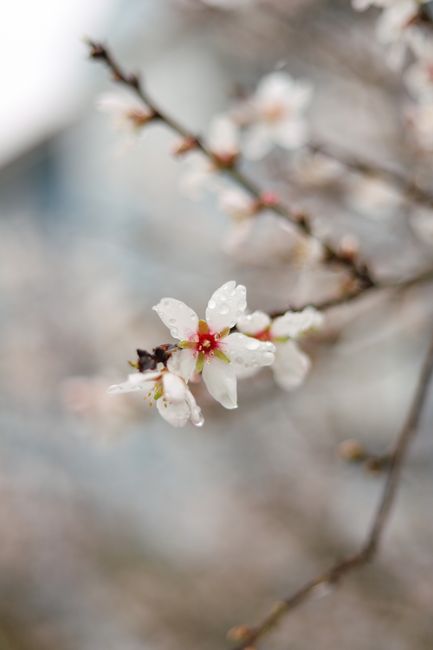 Delicate cherry blossom in full bloom with dew drops, showcasing the beauty of springtime.