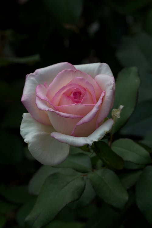 Foto stok gratis bunga, bunga-bunga indah, mawar merah muda