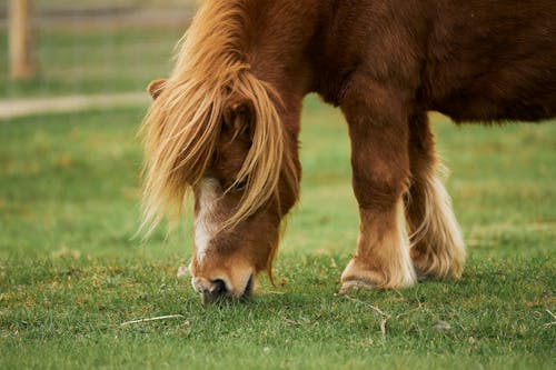 Pony Eating Grass