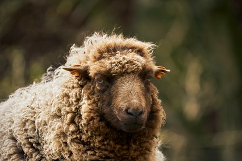 Free Portrait of a brown sheep with curly wool in an outdoor setting. Stock Photo