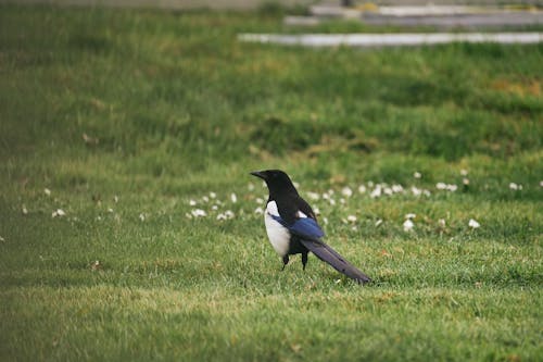 Free Eurasian Magpie Perched on Grass Stock Photo
