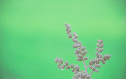 회색 잎이 많은 식물의 근접 촬영 사진