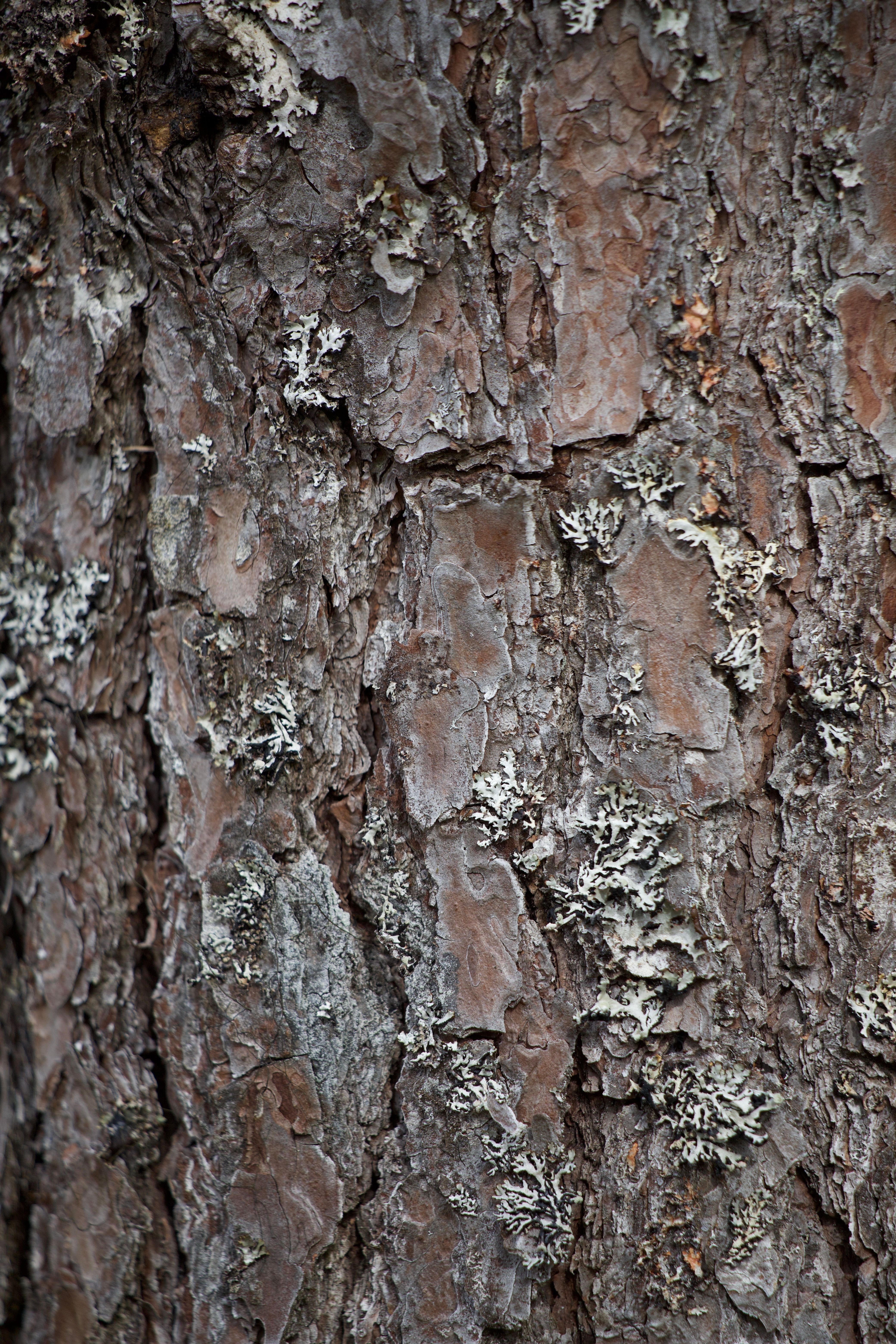 Close-up of a Tree Branch · Free Stock Photo
