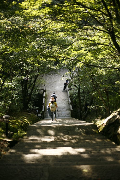 People Walking Down the Stairs Between Green Trees