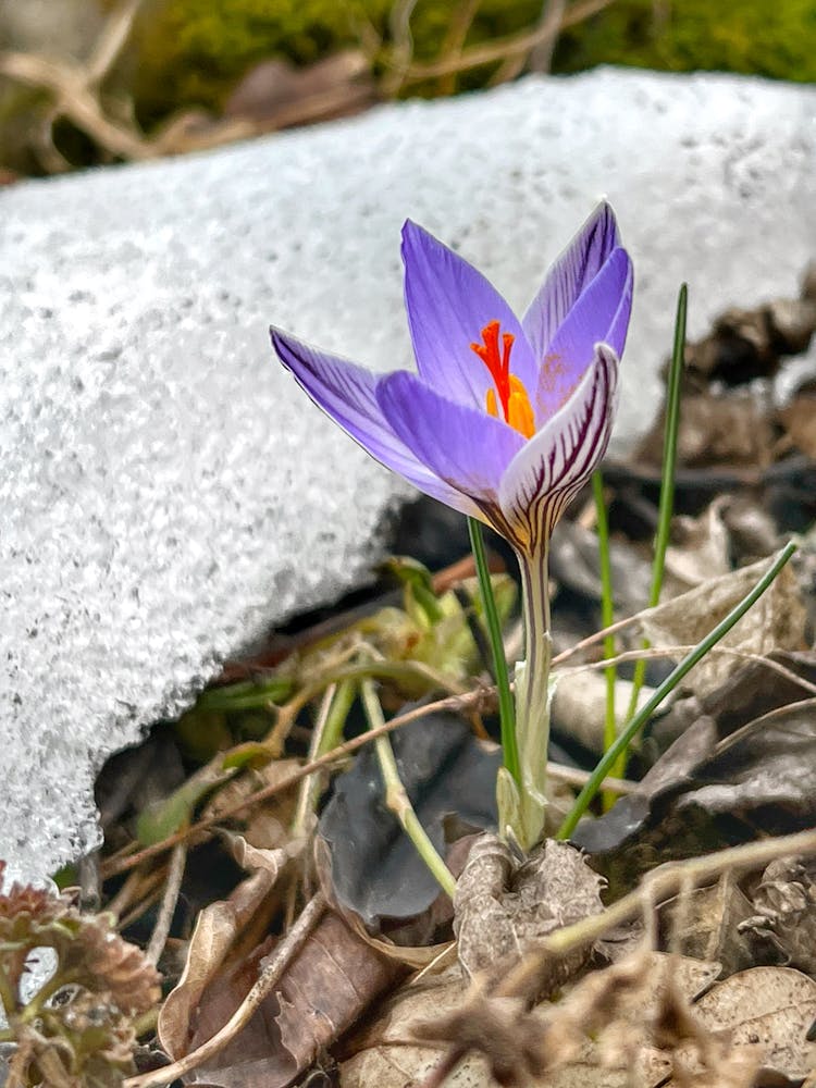 A Saffron Flower In Full Bloom