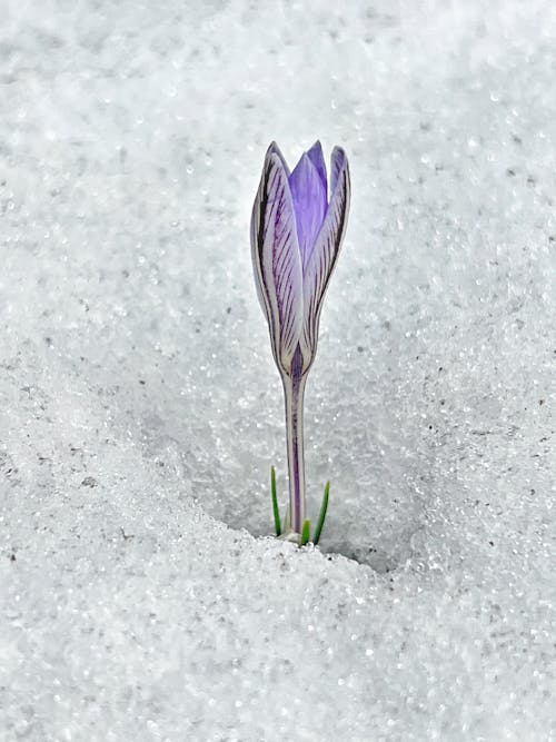 Flower Sprout from the ice Covered Ground