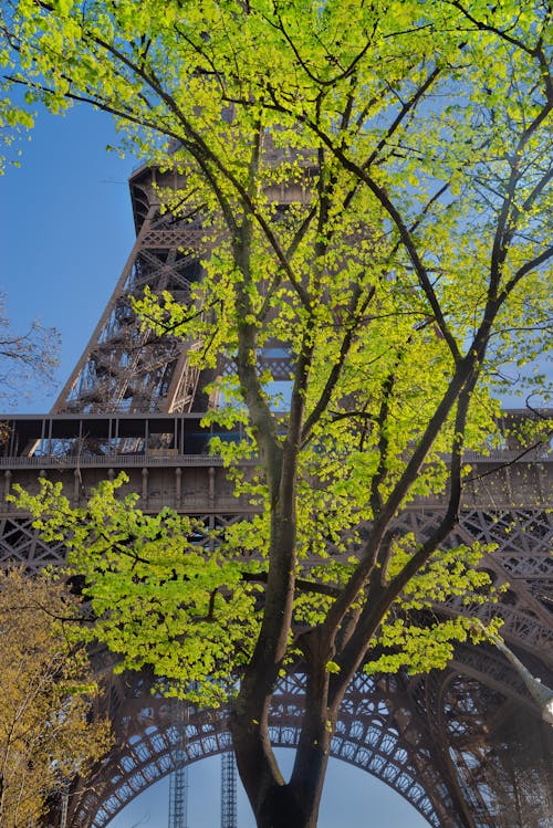 Free I love Paris in the springtime! A tree in front of the western façade of the Eiffel Tower with freshly sprouted leaves in the sun. Somehow leaves look so much more crisp, pristine & bright. Stock Photo