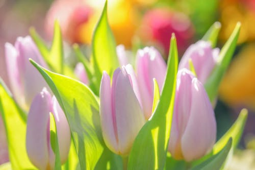 ピンクの花, フラワーズ, 庭園の無料の写真素材