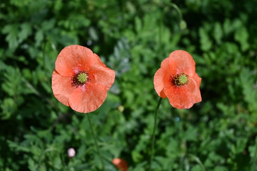 Close-up of two vibrant orange poppies blooming vividly against lush green foliage.