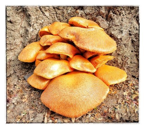 Free stock photo of fungi Stock Photo