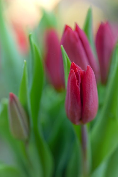 Pink Tulips in Close-up Photography