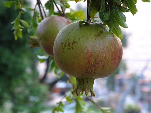 Unripe Pomegranates in the Tree