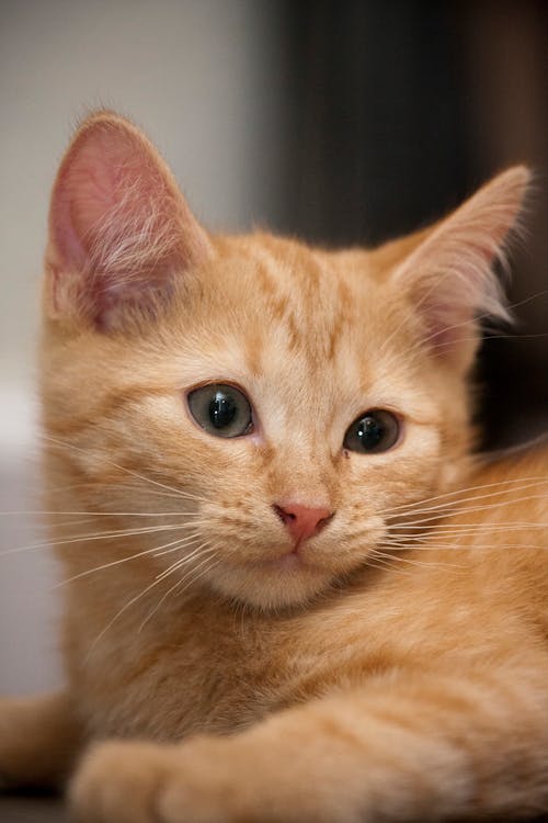 Darmowe zdjęcie z galerii z kot, kotek, pomarańcza