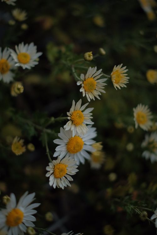 Free A close-up shot of wild daisies with white petals and yellow centers in a natural environment. Stock Photo