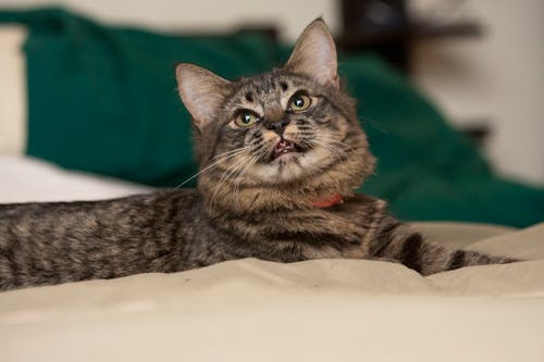 Fotobanka s bezplatnými fotkami na tému mačka, maine coon, portrét domáceho miláčika