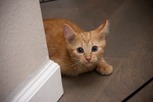 새끼 고양이, 수줍은, 얼룩 고양이의 무료 스톡 사진