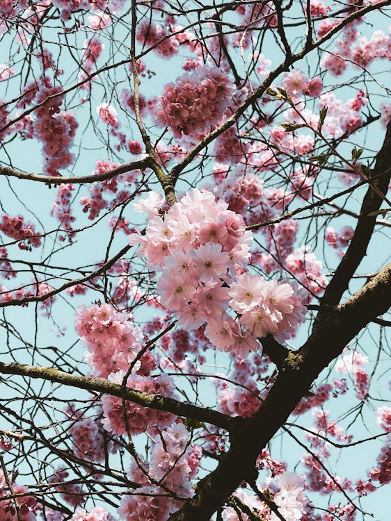 A Cherry Blossoms on a Tree Branches